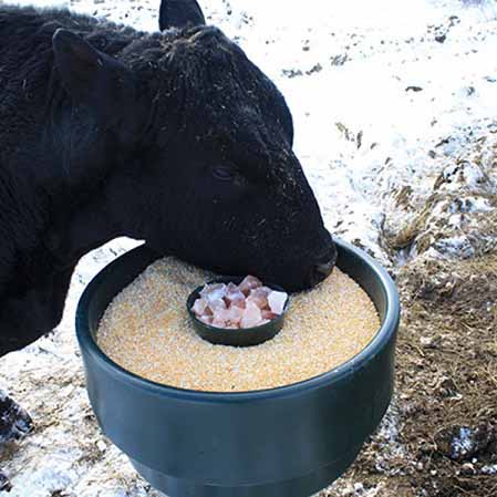 Animal feeder / cattle feeder plastic rotational molding design 
